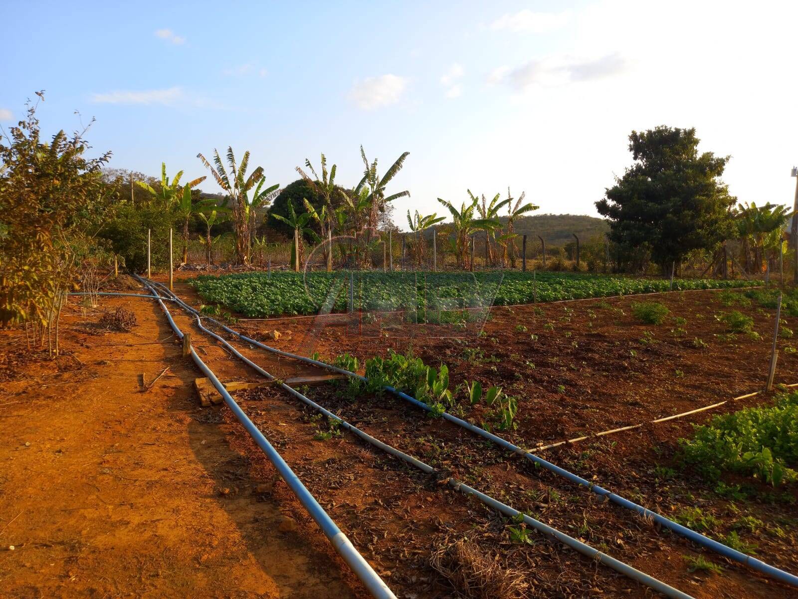 Fazenda à venda com 4 quartos, 21m² - Foto 3