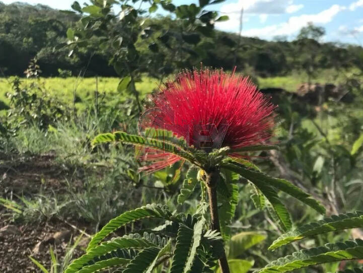 Terreno à venda - Foto 1