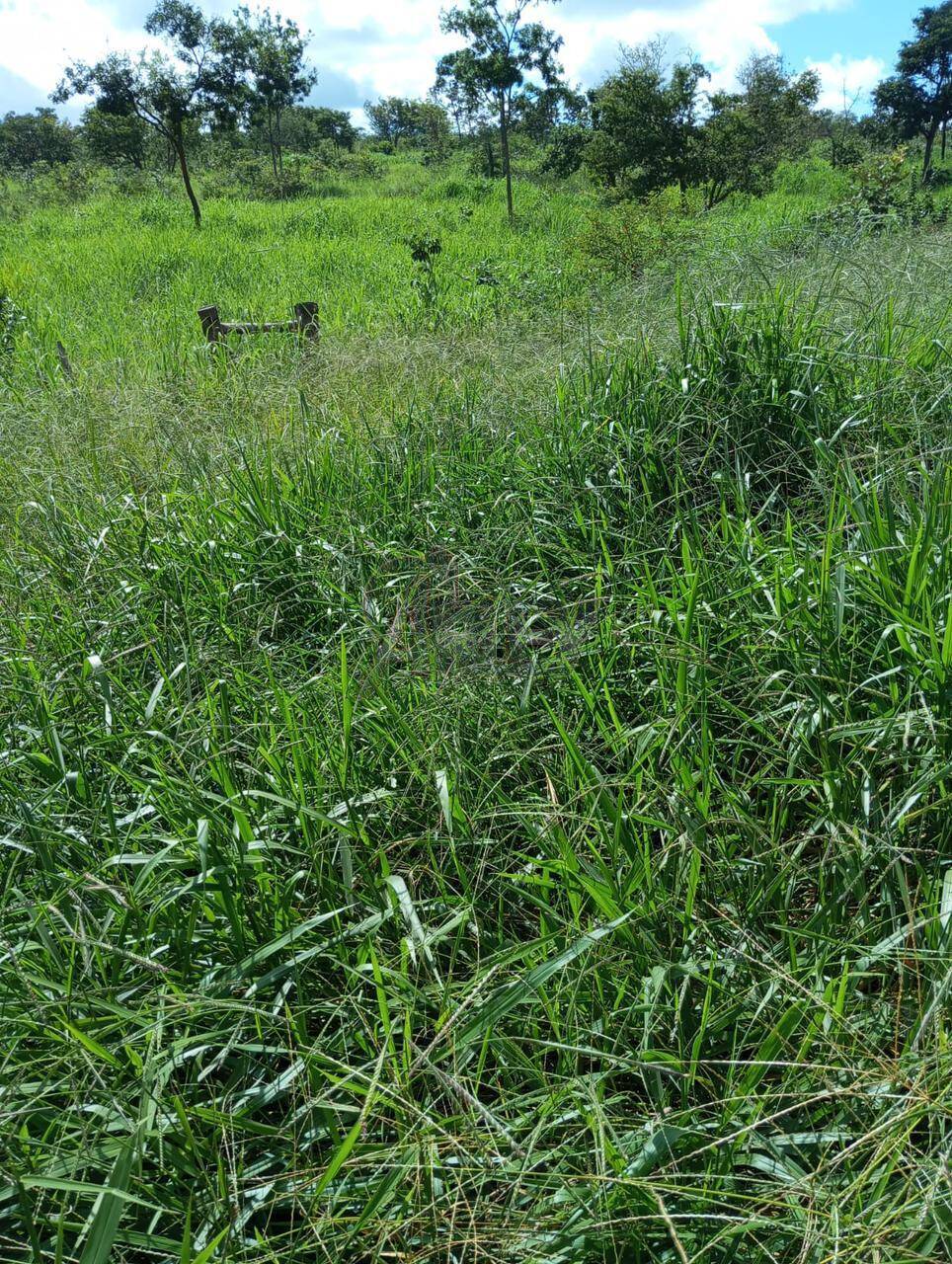 Terreno à venda - Foto 2