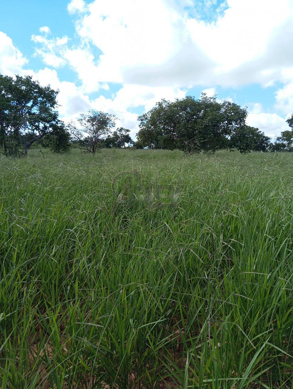 Terreno à venda - Foto 3