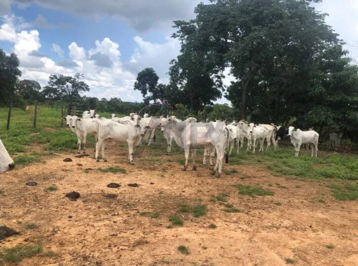 Terreno à venda - Foto 3