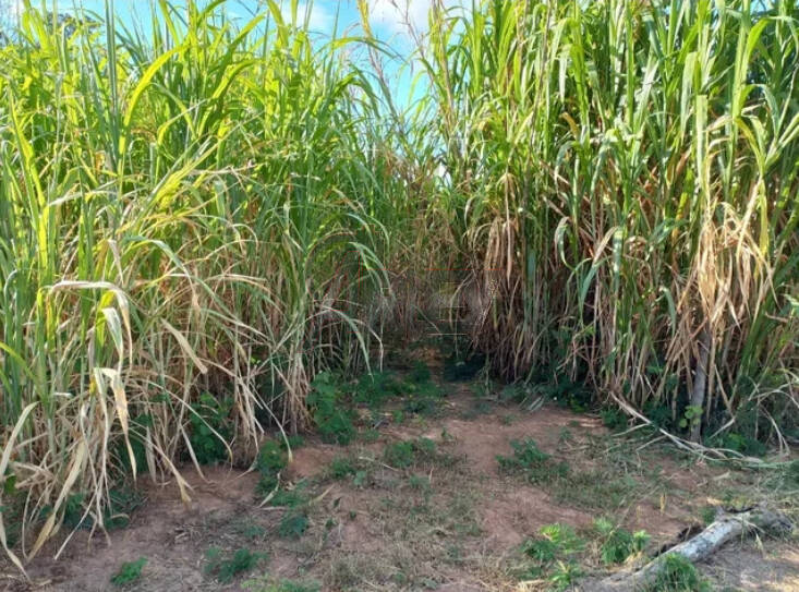 Fazenda à venda com 2 quartos - Foto 4