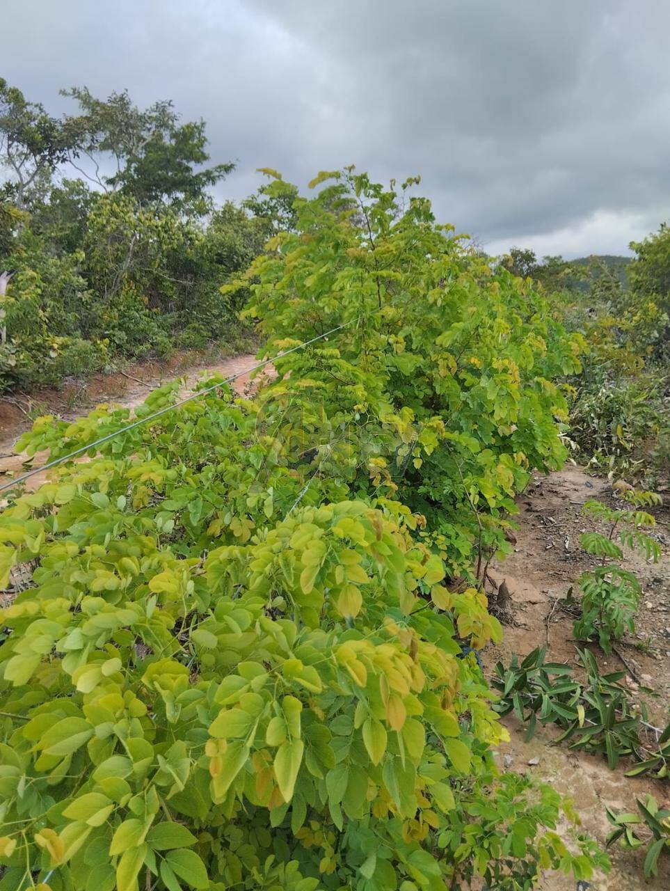 Terreno à venda com 3 quartos - Foto 7