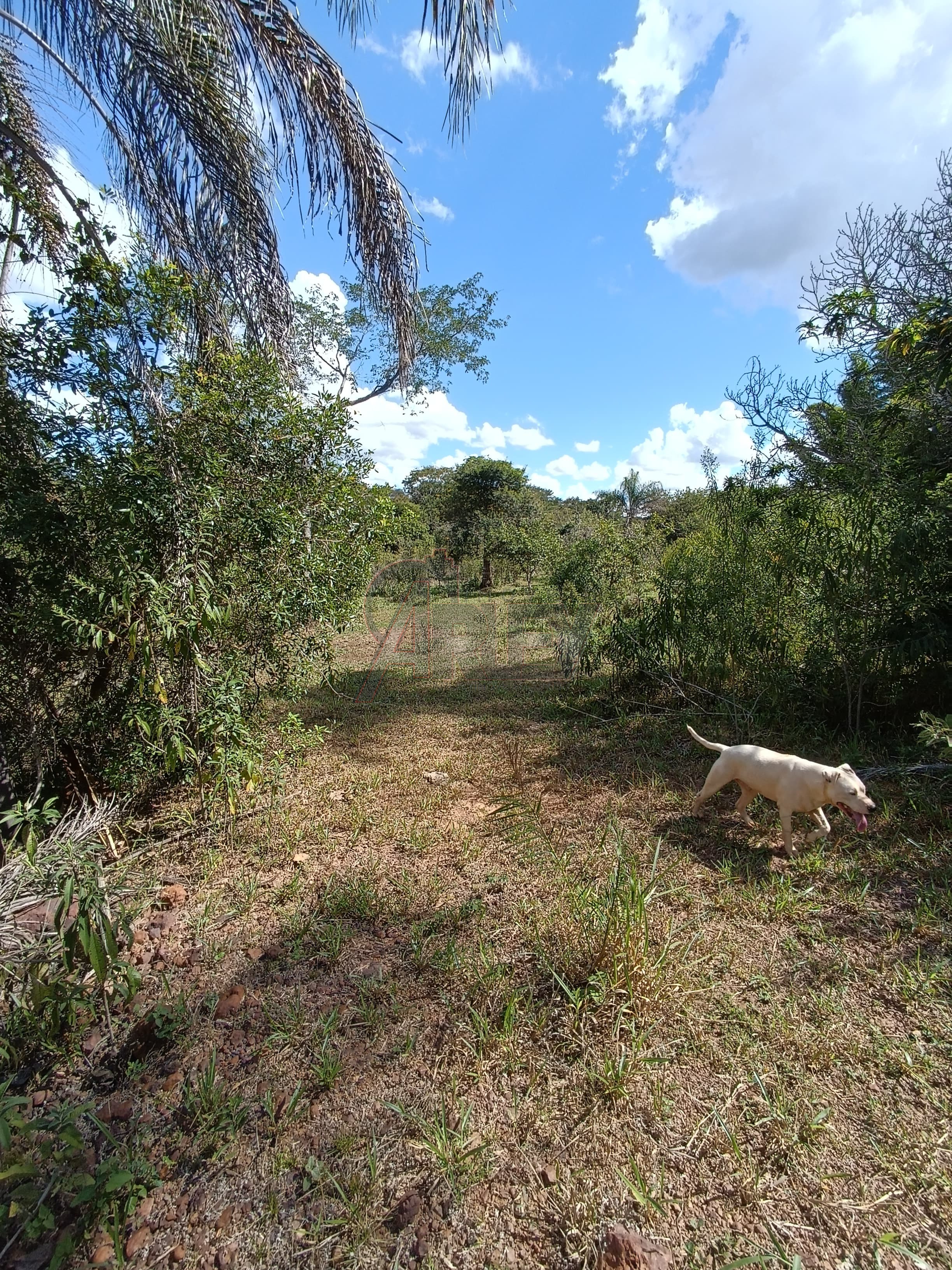 Fazenda à venda com 3 quartos - Foto 11