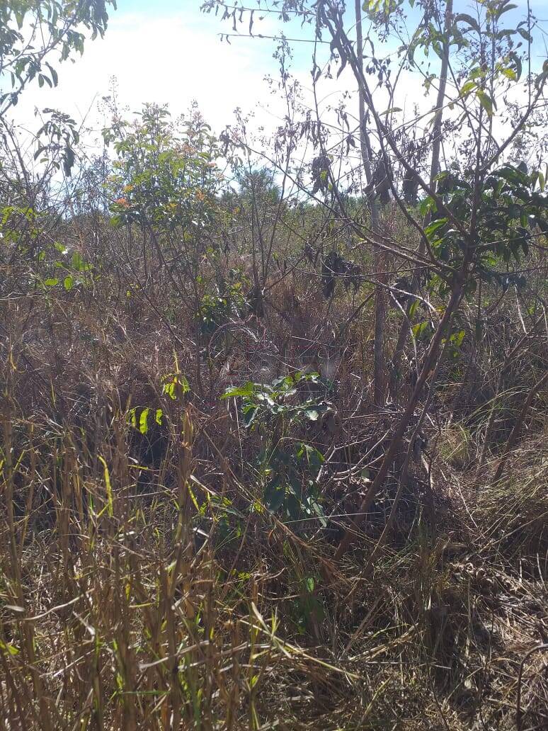 Fazenda à venda com 4 quartos - Foto 11